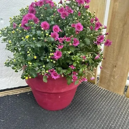 No12 Bridge Street شقة